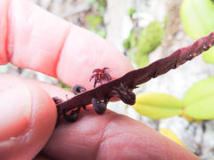 Bulbophyllum scaberulum scaberulum