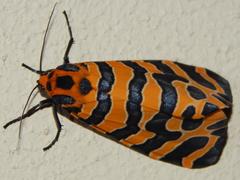 Amphicallia bellatrix