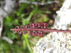 Bulbophyllum scaberulum scaberulum