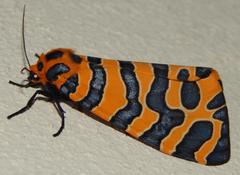 Amphicallia bellatrix