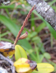 Bulbophyllum scaberulum scaberulum