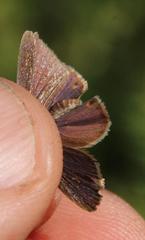 Eicochrysops messapus messapus