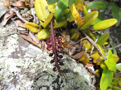 Bulbophyllum scaberulum scaberulum