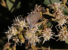 Eicochrysops messapus messapus