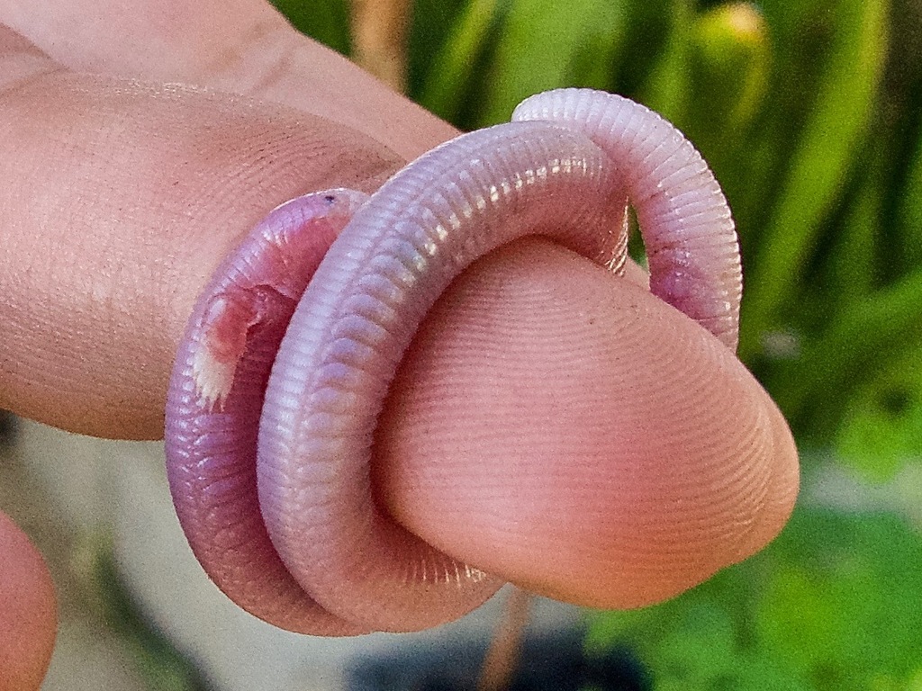 Five-toed Worm Lizard