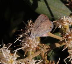 Eicochrysops messapus messapus