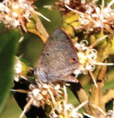 Eicochrysops messapus messapus