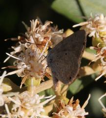 Eicochrysops messapus messapus