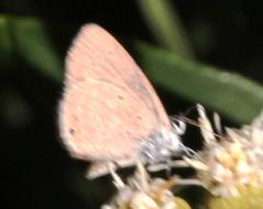 Eicochrysops messapus messapus