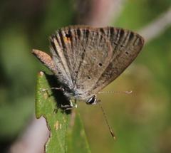 Eicochrysops messapus messapus