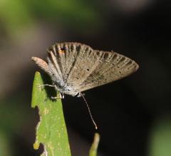 Eicochrysops messapus messapus