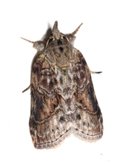 Nycteola indica