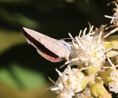 Eicochrysops messapus messapus