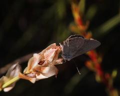 Eicochrysops messapus messapus