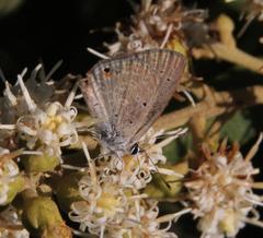 Eicochrysops messapus messapus