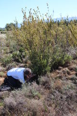 Leucadendron corymbosum