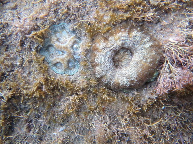 Sclerophyllia