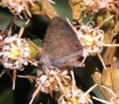 Eicochrysops messapus messapus