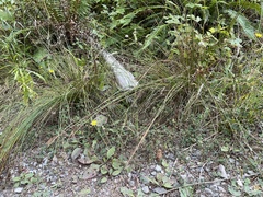 Juncus effusus effusus