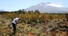 Leucadendron corymbosum