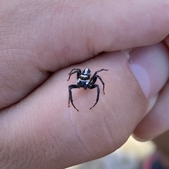 Leptofreya ambigua