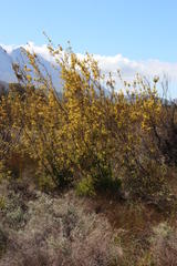 Leucadendron corymbosum
