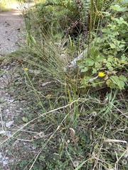 Juncus effusus effusus