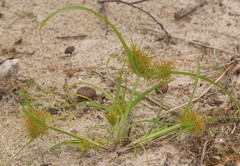 Cyperus engelmannii