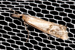 Hednota longipalpella