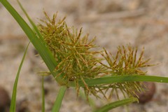 Cyperus engelmannii