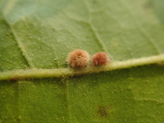 Atrusca carolina