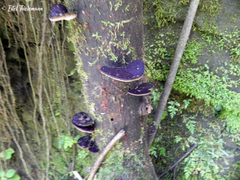 Polyporus gayanus