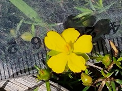 Hibbertia exutiacies