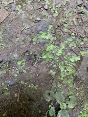 Lunularia