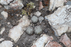 Pelecyphora aselliformis