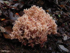 Ramaria botrytis