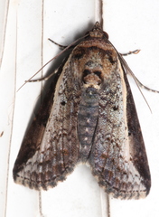 Lophoptera vittigera