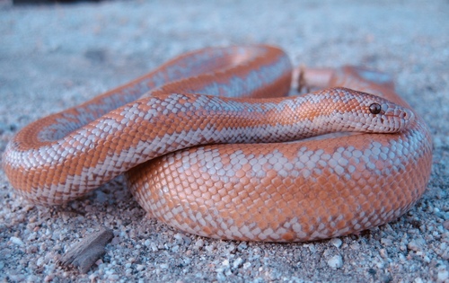 Rosy Boa observed near Lake Mathews, CA 92570, USA, (c) adventurerob, some rights reserved (CC BY-NC)