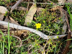 Hibbertia exutiacies