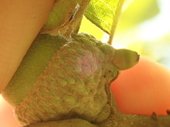 Callirhytis glandulus