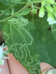 Liriomyza eupatoriella
