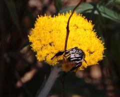 Helichrysum hebelepis