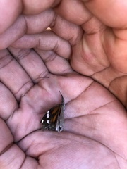 Libytheana carinenta
