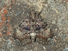 Metalectra richardsi