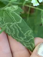 Liriomyza eupatoriella