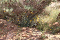 Helichrysum hebelepis
