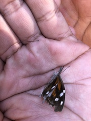 Libytheana carinenta
