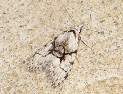 Nola delograpta