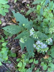 Liriomyza eupatoriella