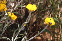 Helichrysum hebelepis